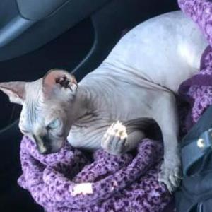 Lost Cat KERTY