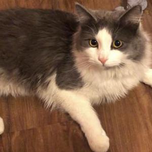 Lost Cat Ivan