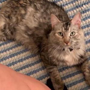 Lost Cat Cake