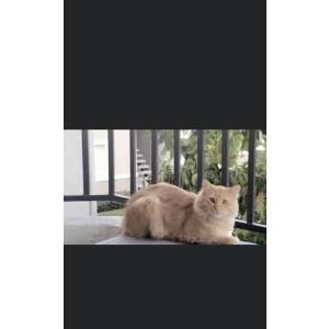 Lost Cat Cheeto