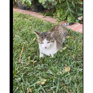 Lost Cat Gilbert