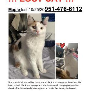 Lost Cat Maple