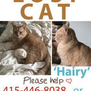Lost Cat Hairy