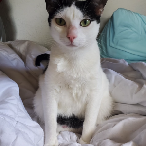 Lost Cat Finn