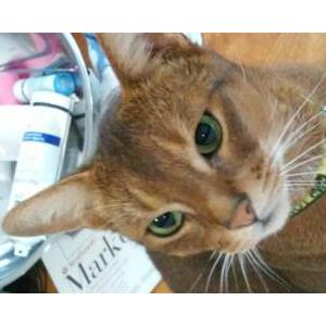 Lost Cat Kittens