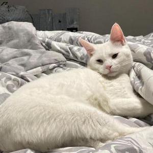 Lost Cat Blue