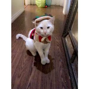 Lost Cat Chedder