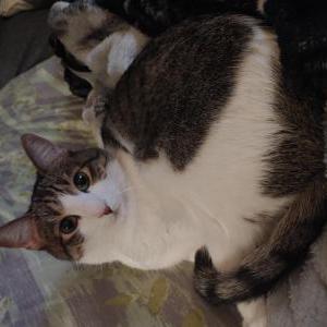 Lost Cat Hina