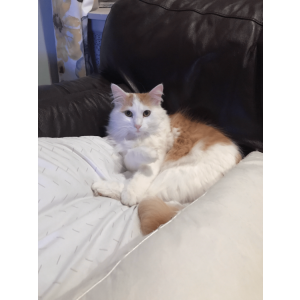 Lost Cat Cleo