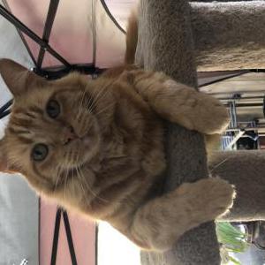 Lost Cat Phillip