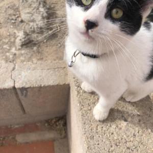 Lost Cat Cannoli