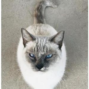 Lost Cat Sandi