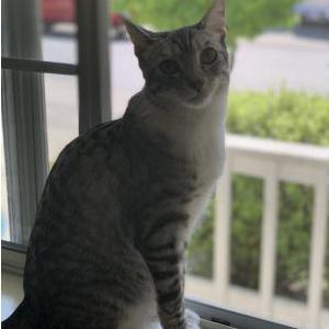 Lost Cat Mittens