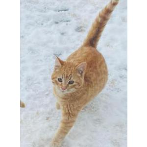 Lost Cat Hamilton