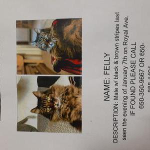 Lost Cat Felly