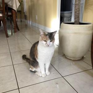 Lost Cat Daisy