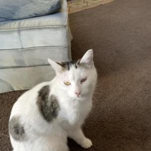 Lost Cat Honora