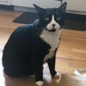 Lost Cat Tessa