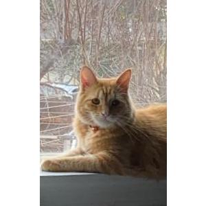 Lost Cat Cassio