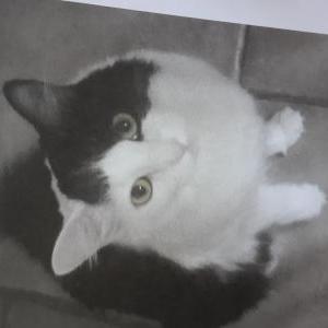 2nd Image of Mazy, Lost Cat