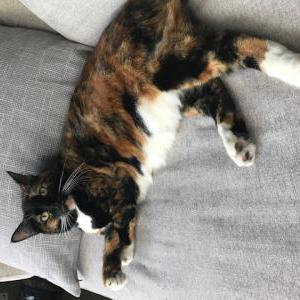 Lost Cat Stella