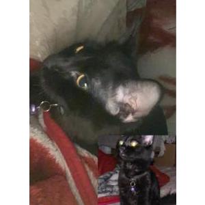 Lost Cat jupiter