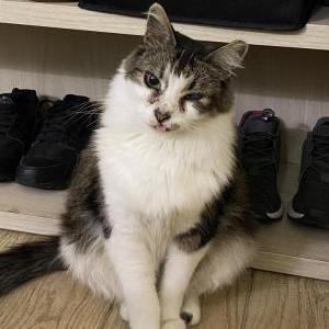 Lost Cat Georgy