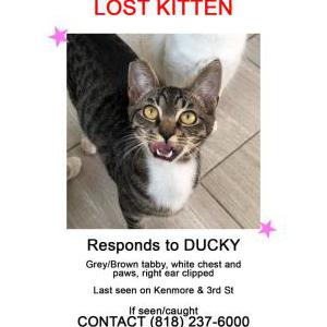 Lost Cat Ducky