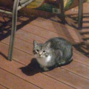 Found Cat Unknown