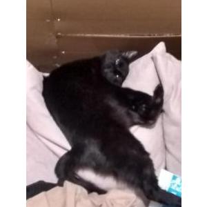 Lost Cat Snowflake