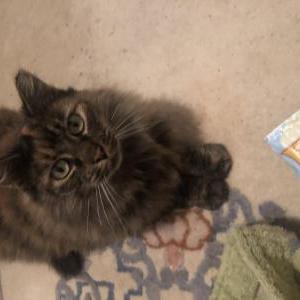 Lost Cat Beatrice