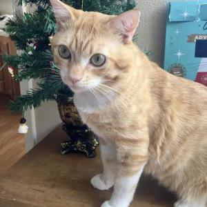 Lost Cat Ollie