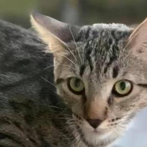 Lost Cat Ninja