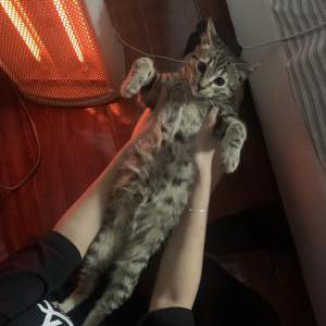 Lost Cat Zuko