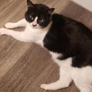 Lost Cat Raskle