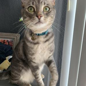 Lost Cat Nash