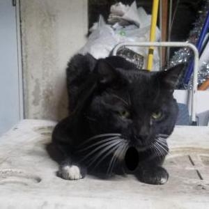 Found Cat Unknown