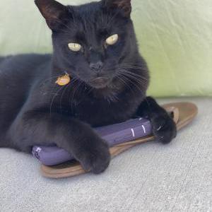 Lost Cat Negro