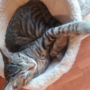 Lost Cat Olive