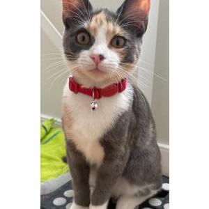 Lost Cat Nelly