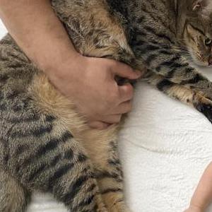 Lost Cat Simba