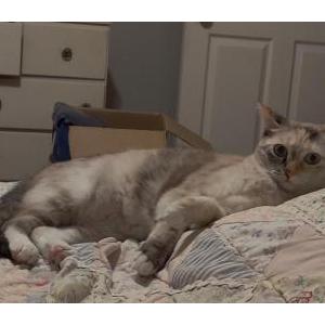 Lost Cat Stardust