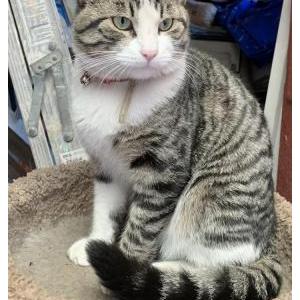 Lost Cat felipe