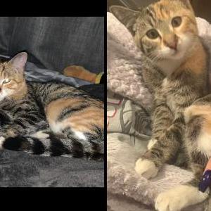 Lost Cat Chloe