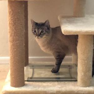 Lost Cat Precious