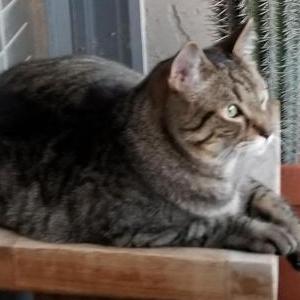 Lost Cat Evan