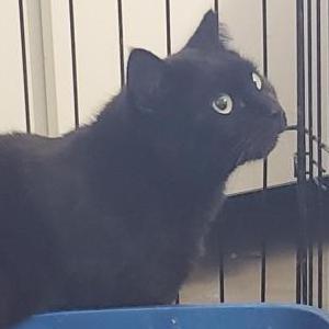 Found Cat BLACK FEMALE
