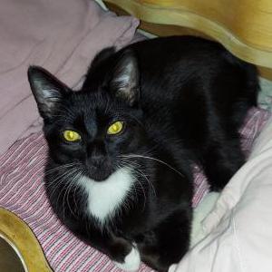 Lost Cat Cookie, Baby