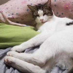 Lost Cat GG
