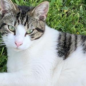 Lost Cat Buddy